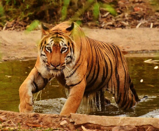 Madhya Pradesh